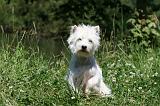 WESTIE 305